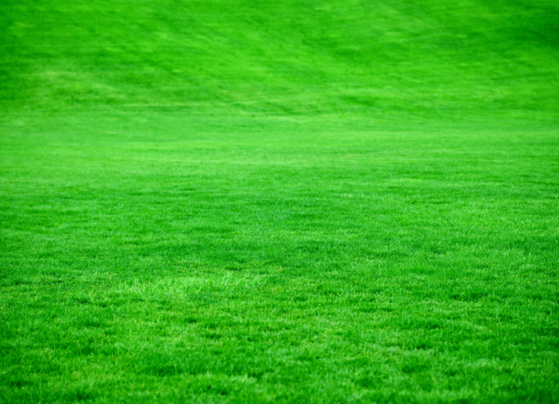 eco-friendly events in surrey, eco friendly, sustainability, carbon footprint, surrey, conservation, keep it green, community, surreymmunity, guide to whats on, guide to events in surrey this January