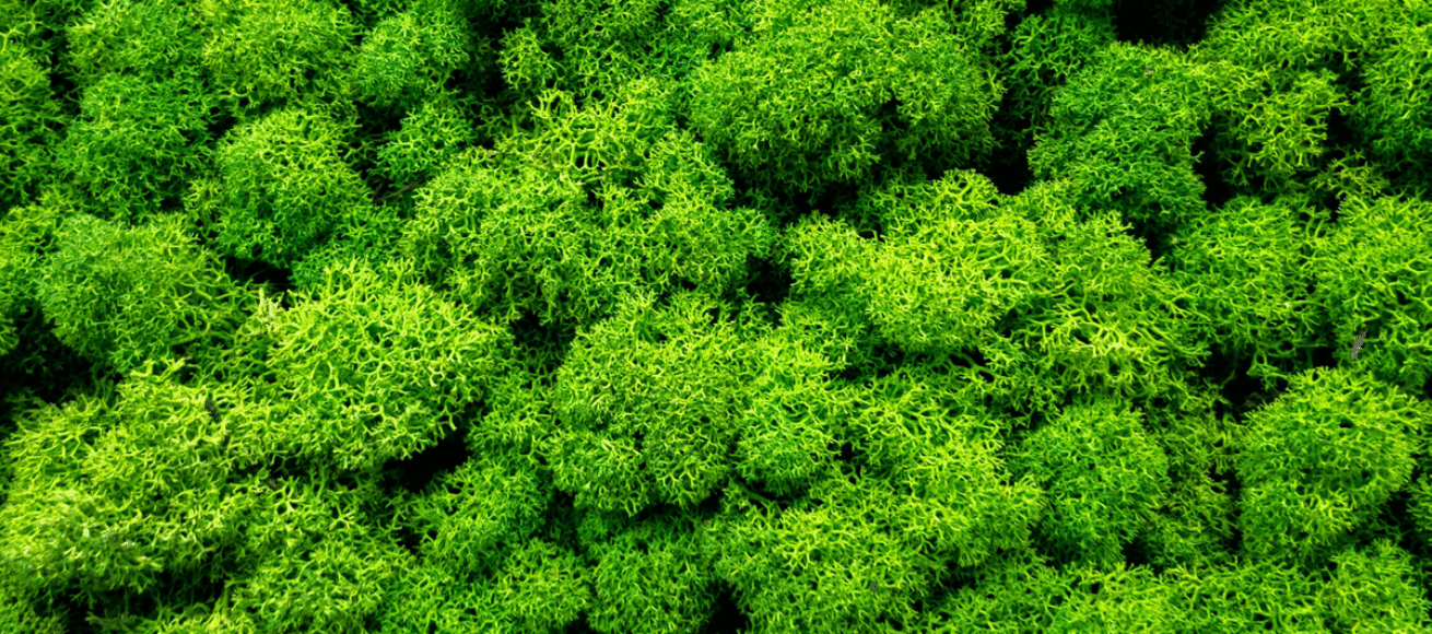 keep it green, eco friendly ideas, sustainability, events, whats on, discobver whats on, guide to surrey, guide to sustainability in surrey, sustainable experiences in Surrey, guide to surrey, carbon neutral,