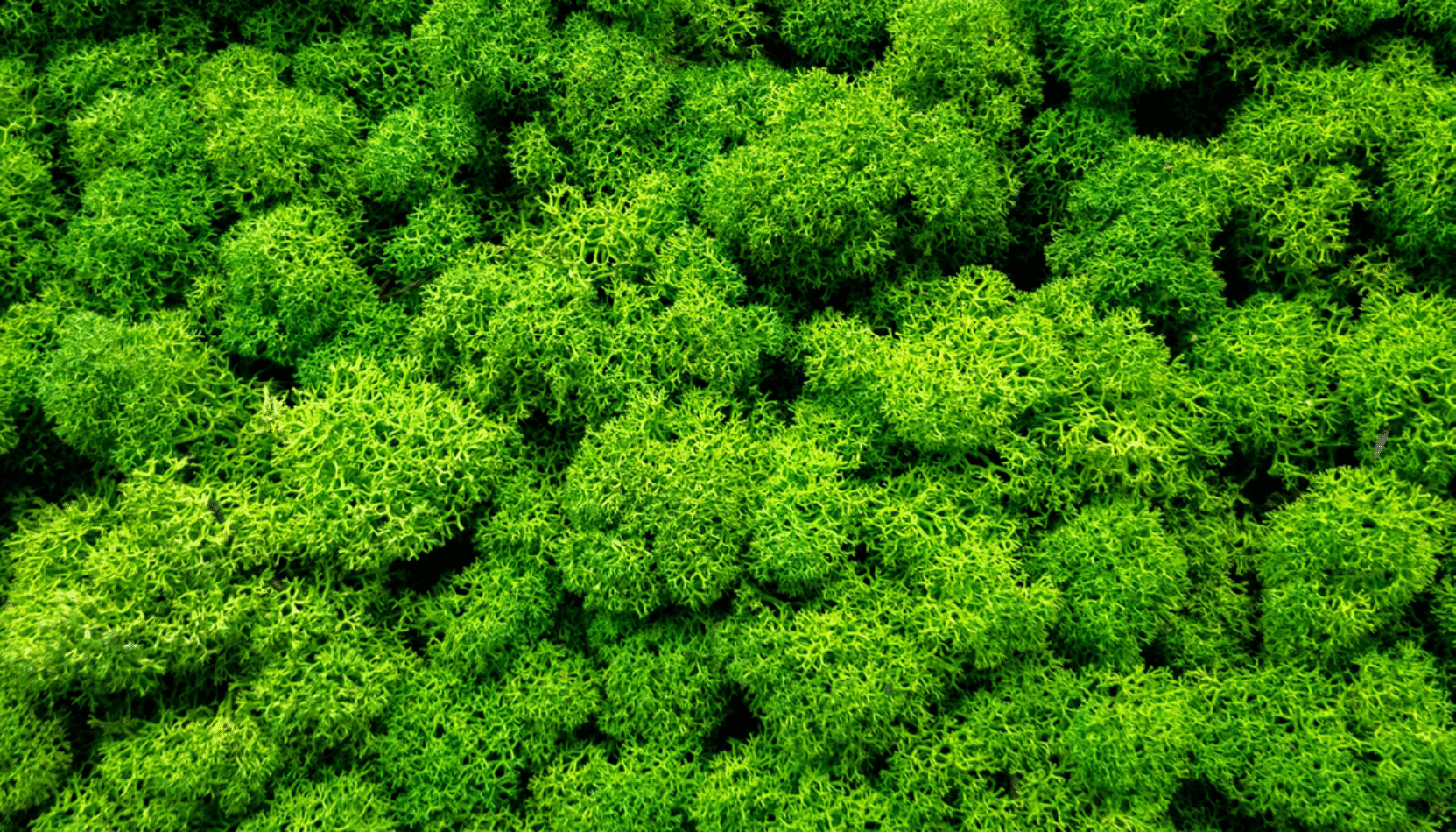 keep it green, eco friendly ideas, sustainability, events, whats on, discobver whats on, guide to surrey, guide to sustainability in surrey, sustainable experiences in Surrey, guide to surrey, carbon neutral,