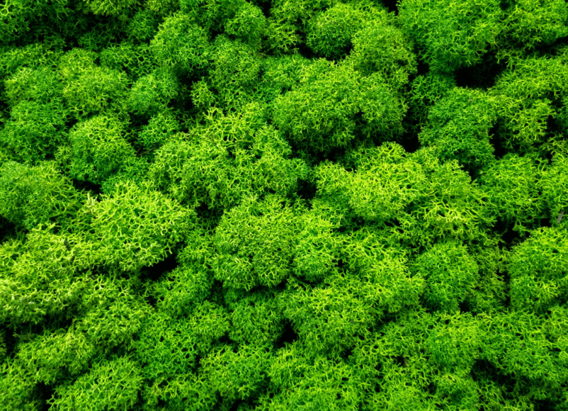 keep it green, eco friendly ideas, sustainability, events, whats on, discobver whats on, guide to surrey, guide to sustainability in surrey, sustainable experiences in Surrey, guide to surrey, carbon neutral,