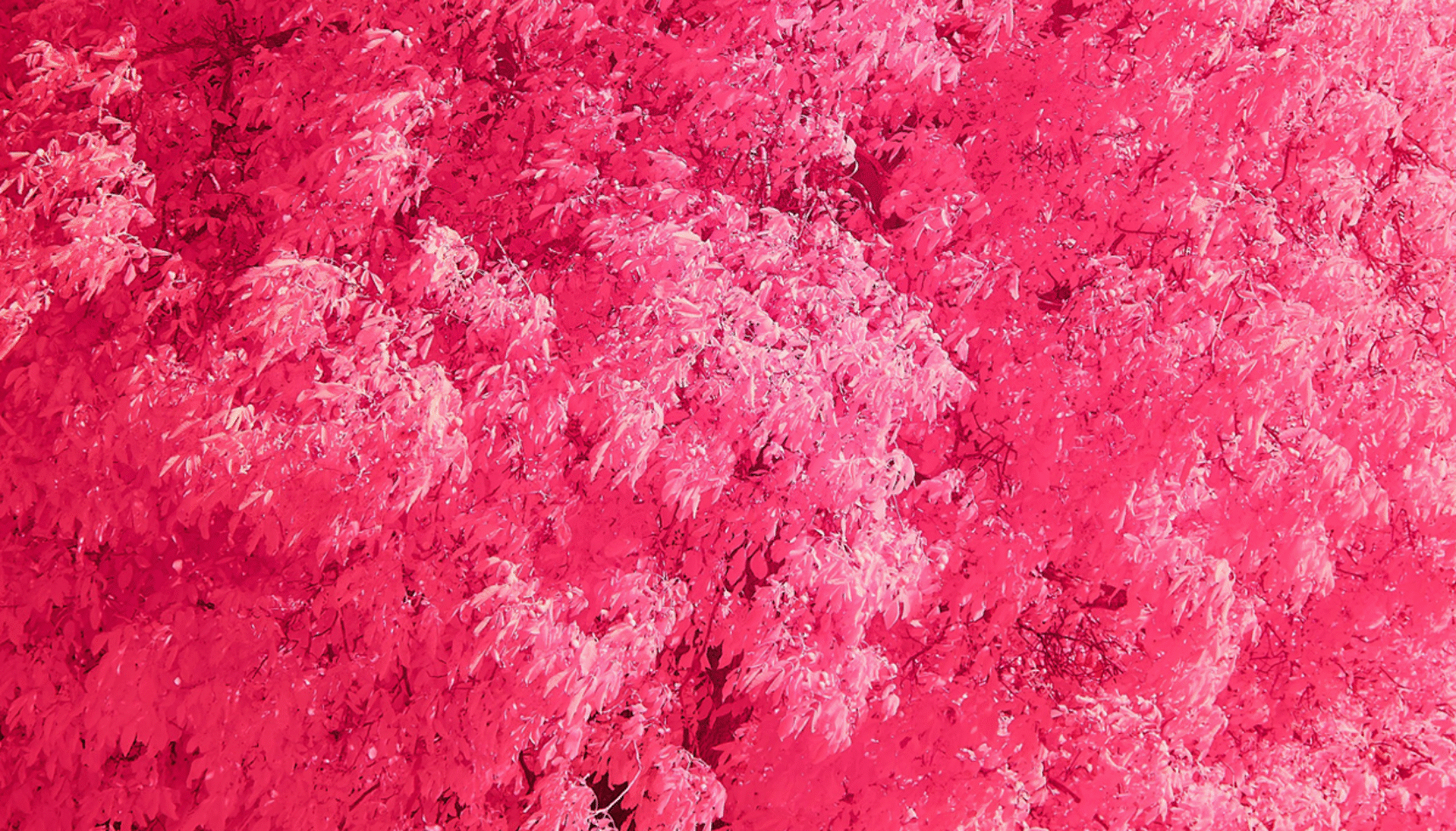 well-good wellbeing, cover photo, editorial, calm tree, meditatio, qigong, sound bath, moon circle, mindfulness, wellbeing, self care, surrey, guildford, woking, esher, cobham, whats on, guide to whats on, guide to wellbeing, visit surrey