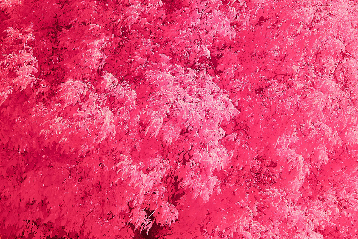 well-good wellbeing, cover photo, editorial, calm tree, meditatio, qigong, sound bath, moon circle, mindfulness, wellbeing, self care, surrey, guildford, woking, esher, cobham, whats on, guide to whats on, guide to wellbeing, visit surrey