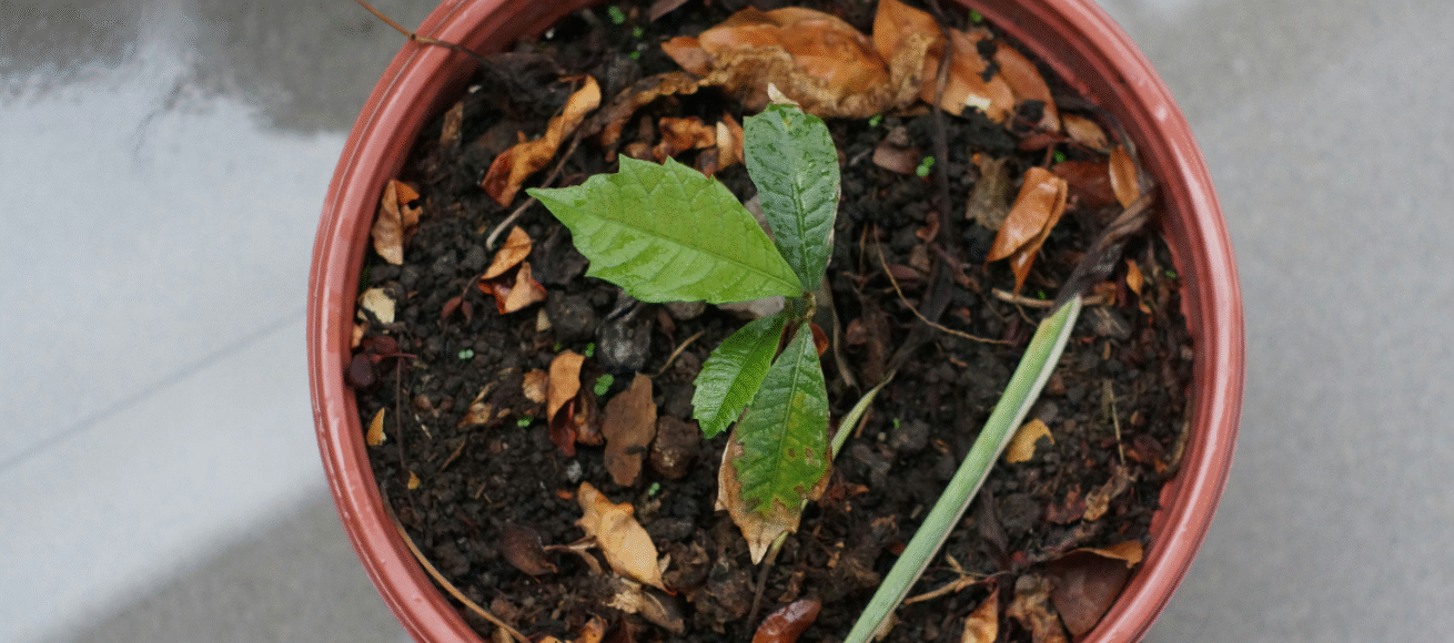 tree giveaway, trees, keep it green, eco friendly, sustainability, carbon footprint, zero carbon, surrey, guildford, surrey libraries, librarary, things to do in surrey, tree giveaway, plant trees, planting trees, surrey county council, february 2026, sapling