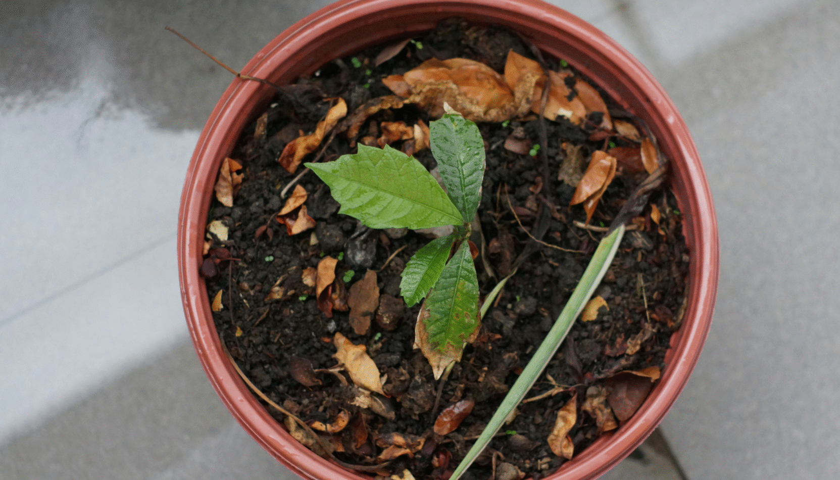 tree giveaway, trees, keep it green, eco friendly, sustainability, carbon footprint, zero carbon, surrey, guildford, surrey libraries, librarary, things to do in surrey, tree giveaway, plant trees, planting trees, surrey county council, february 2026, sapling