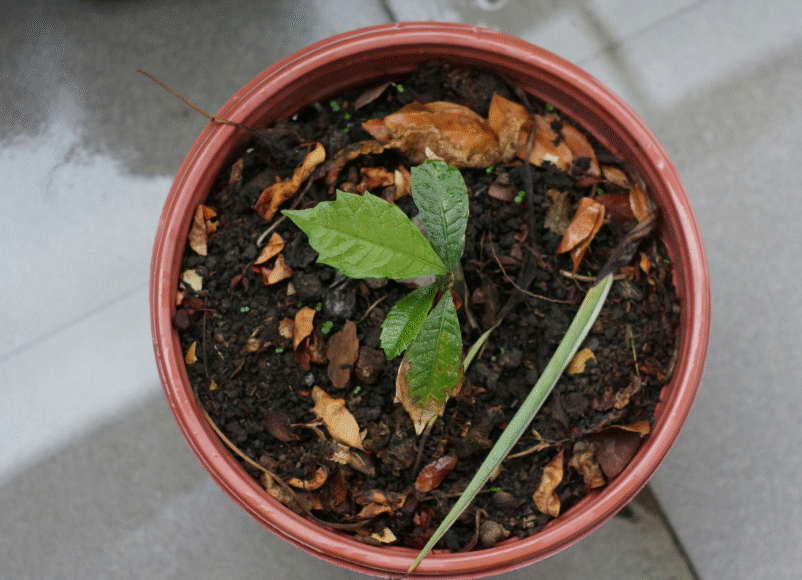 tree giveaway, trees, keep it green, eco friendly, sustainability, carbon footprint, zero carbon, surrey, guildford, surrey libraries, librarary, things to do in surrey, tree giveaway, plant trees, planting trees, surrey county council, february 2026, sapling