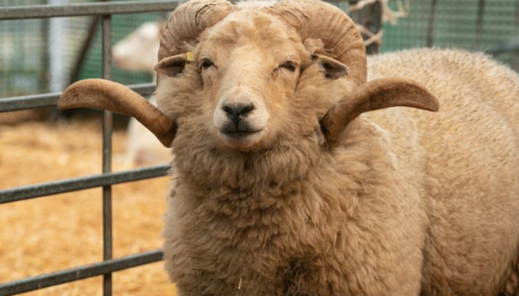 RAM, SHEEP,merrist wood family camp, farm days out, days out with the family, family days out in surrey, whats on in surrey, vist surrey, whats on in guildford, things to do in surrey, april 2026, guide to surrey, guide to family days out in surrey,