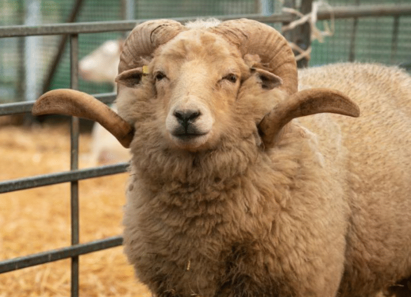 RAM, SHEEP,merrist wood family camp, farm days out, days out with the family, family days out in surrey, whats on in surrey, vist surrey, whats on in guildford, things to do in surrey, april 2026, guide to surrey, guide to family days out in surrey,