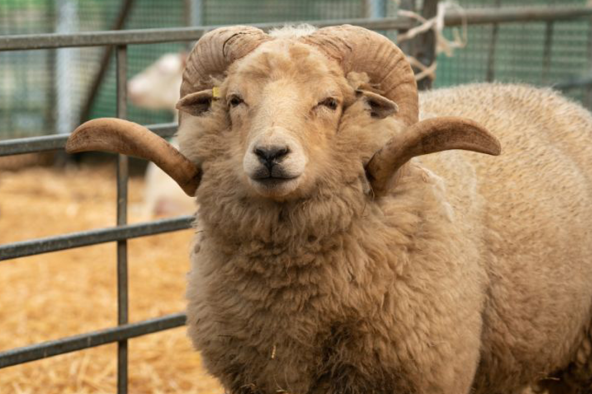 RAM, SHEEP,merrist wood family camp, farm days out, days out with the family, family days out in surrey, whats on in surrey, vist surrey, whats on in guildford, things to do in surrey, april 2026, guide to surrey, guide to family days out in surrey,