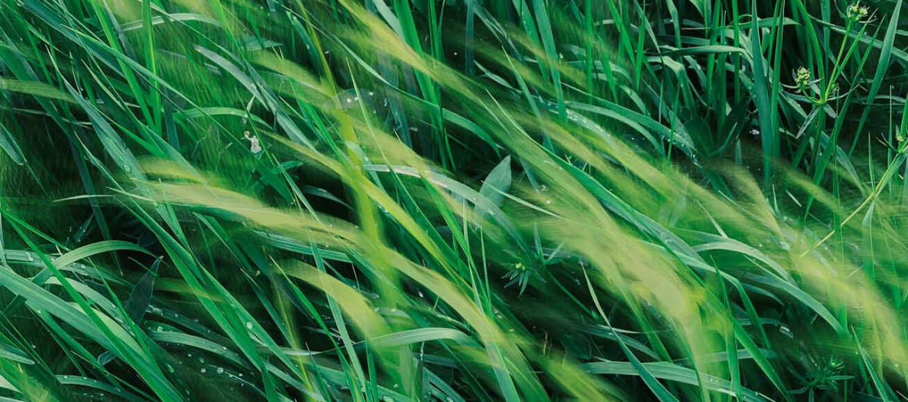 keep it green, eco-friendly events, sustainability, surrey, guild woking, rewilding, knepp, surrey wildlife trust, wildlife, nature, upcycling, beekeeping, foraging, move to surrey, guide to surrey, visit surrey,