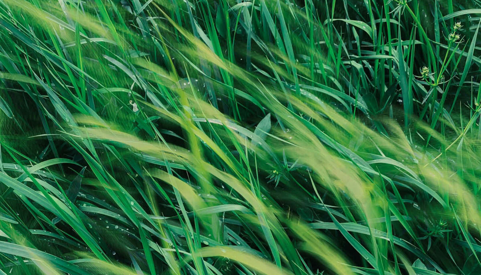 keep it green, eco-friendly events, sustainability, surrey, guild woking, rewilding, knepp, surrey wildlife trust, wildlife, nature, upcycling, beekeeping, foraging, move to surrey, guide to surrey, visit surrey,