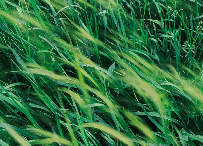 keep it green, eco-friendly events, sustainability, surrey, guild woking, rewilding, knepp, surrey wildlife trust, wildlife, nature, upcycling, beekeeping, foraging, move to surrey, guide to surrey, visit surrey,