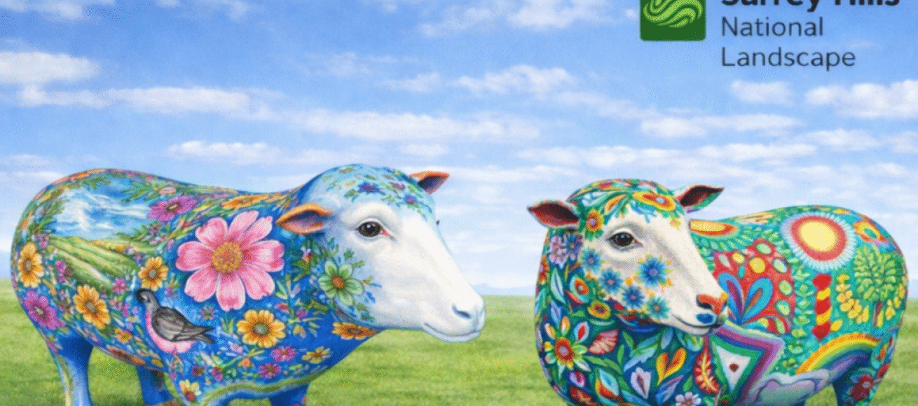 Sheep Parade, Surrey Hills, Surrey Hills National Landscape, August 2026, artists, arts, surrey hills arts, whats on, guide to whats on, guide to surrey, guide to surrey hills, whats on, visit surrey,