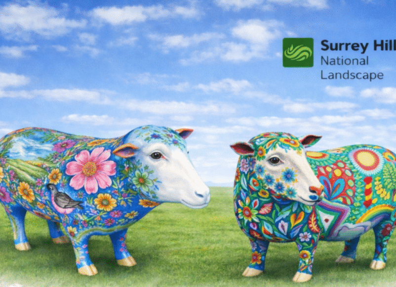 Sheep Parade, Surrey Hills, Surrey Hills National Landscape, August 2026, artists, arts, surrey hills arts, whats on, guide to whats on, guide to surrey, guide to surrey hills, whats on, visit surrey,