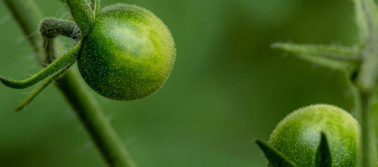 KEEP IT GREEN, TOMATOES, ECO FRIENDLY EVENTS IN SURREY, whats on in surrey, guide to surrey, guide to whats on, guide to sustainability in surrey, guide to eco friendly events in surrey this june,