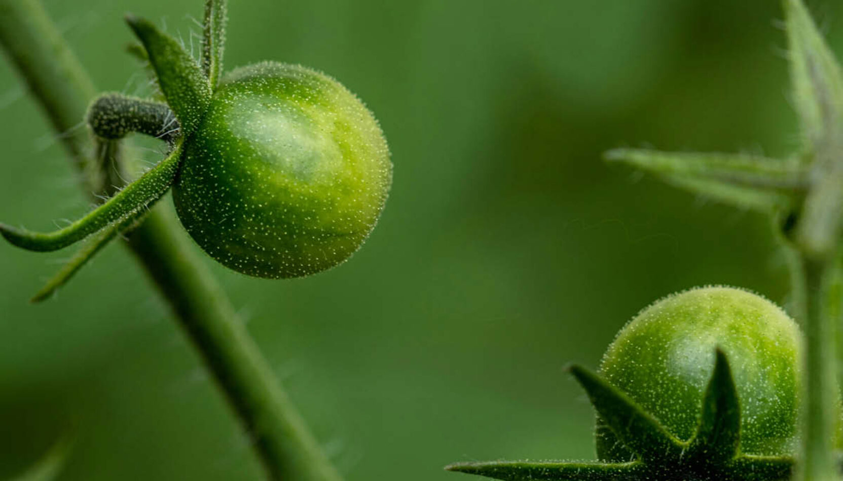 KEEP IT GREEN, TOMATOES, ECO FRIENDLY EVENTS IN SURREY, whats on in surrey, guide to surrey, guide to whats on, guide to sustainability in surrey, guide to eco friendly events in surrey this june,