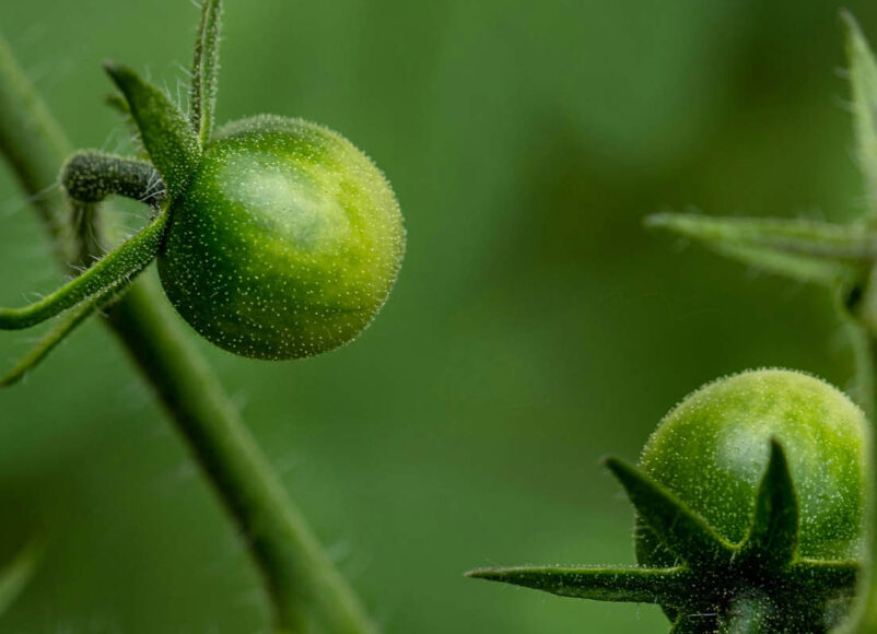 KEEP IT GREEN, TOMATOES, ECO FRIENDLY EVENTS IN SURREY, whats on in surrey, guide to surrey, guide to whats on, guide to sustainability in surrey, guide to eco friendly events in surrey this june,