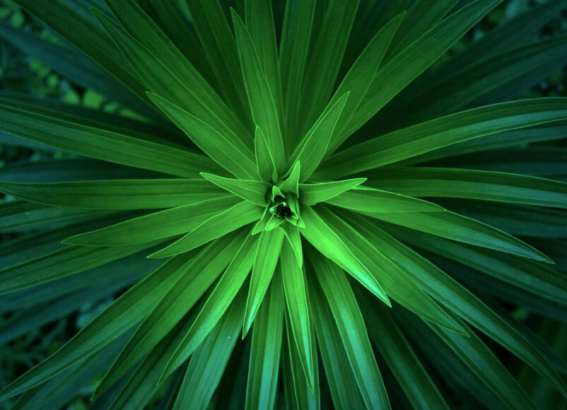 keep it green, eco friendly events in surrey, surrey, events in surrey this july, whats on in surrey, guide to whats on iun surrey, visit surrey, visit surrey this july, rewilding, upcycyling, zero carbon, surrey, guide to surrey, july 2026