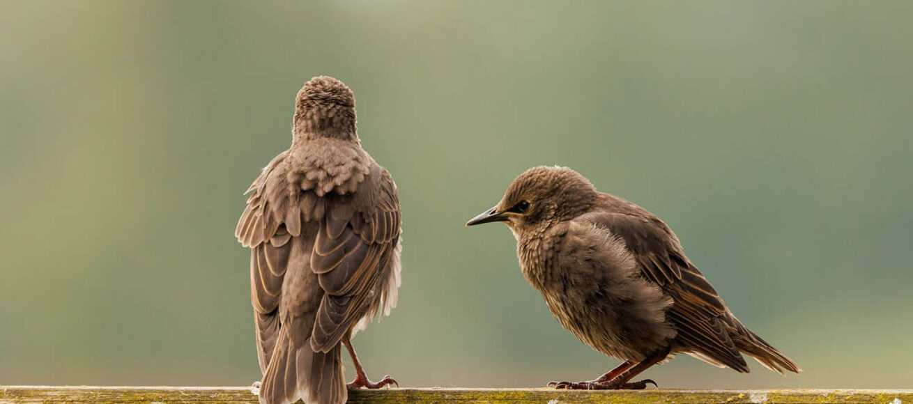 nature recovery, starlings, surrey, surrey countryside, surrey hills, conservation, preservation, move to surrey, whats on in surrey, community funding, funding in surrey, visit surrey,