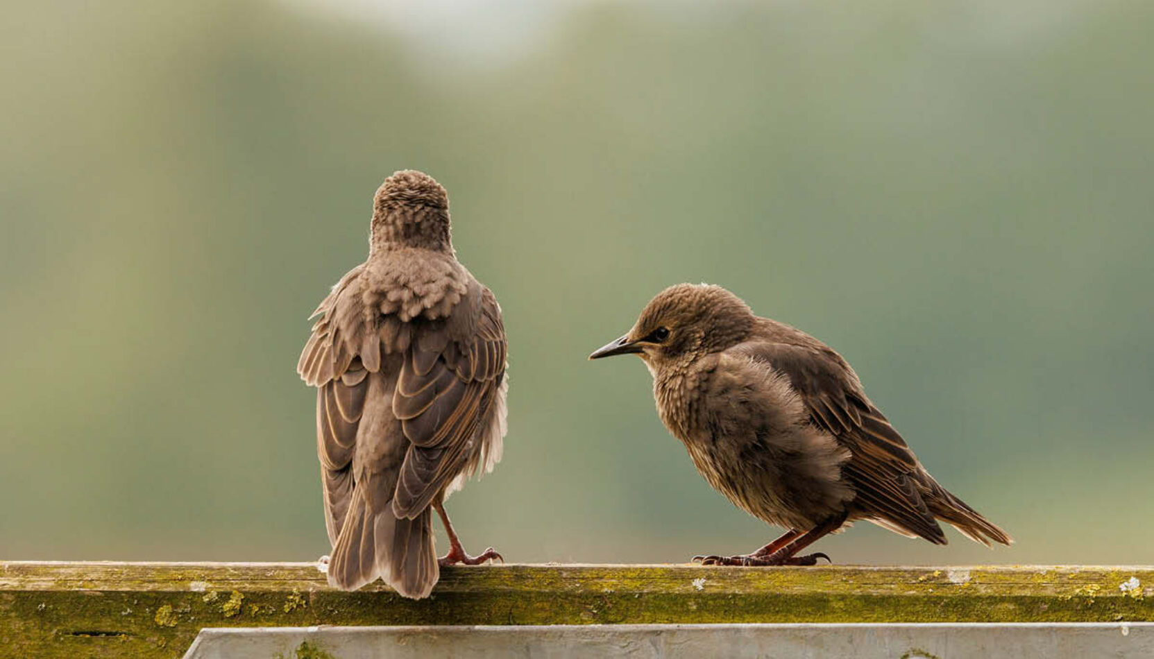nature recovery, starlings, surrey, surrey countryside, surrey hills, conservation, preservation, move to surrey, whats on in surrey, community funding, funding in surrey, visit surrey,