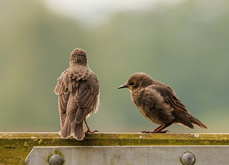 nature recovery, starlings, surrey, surrey countryside, surrey hills, conservation, preservation, move to surrey, whats on in surrey, community funding, funding in surrey, visit surrey,