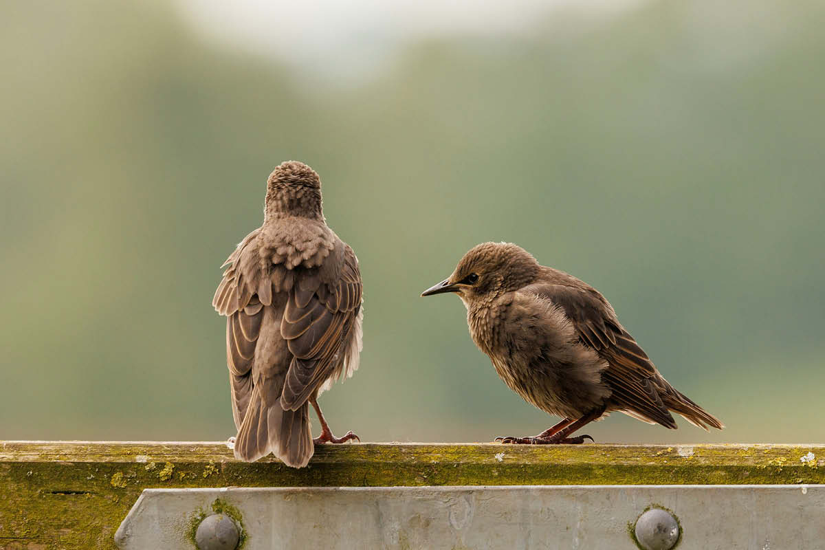 nature recovery, starlings, surrey, surrey countryside, surrey hills, conservation, preservation, move to surrey, whats on in surrey, community funding, funding in surrey, visit surrey,