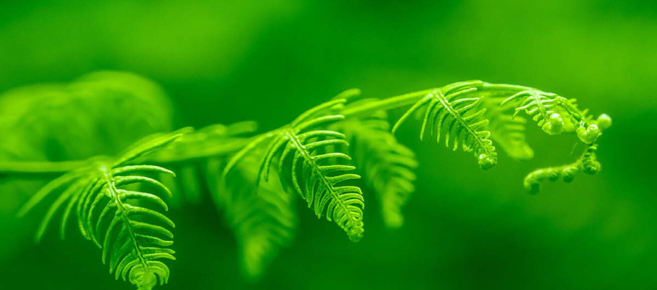 KEEP it green, eco-friendly, eco-friendly events in surrey, eco-friendly ideas in surrey, sustainability, environment. local conservation, surrey wildlife trust, rewilding,