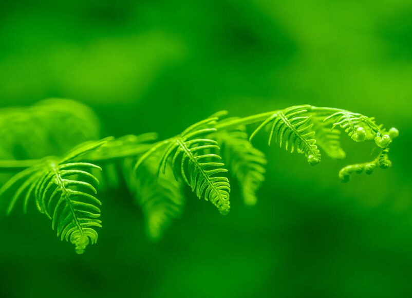 KEEP it green, eco-friendly, eco-friendly events in surrey, eco-friendly ideas in surrey, sustainability, environment. local conservation, surrey wildlife trust, rewilding,