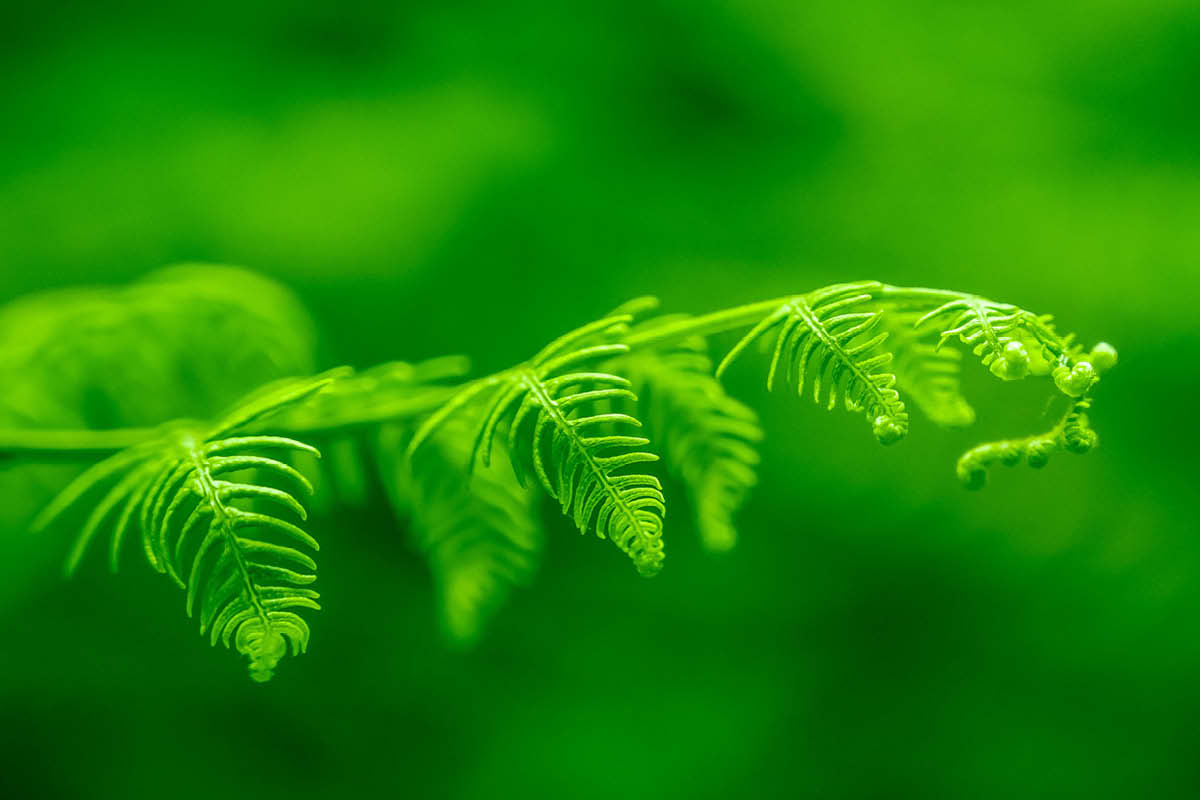 KEEP it green, eco-friendly, eco-friendly events in surrey, eco-friendly ideas in surrey, sustainability, environment. local conservation, surrey wildlife trust, rewilding,
