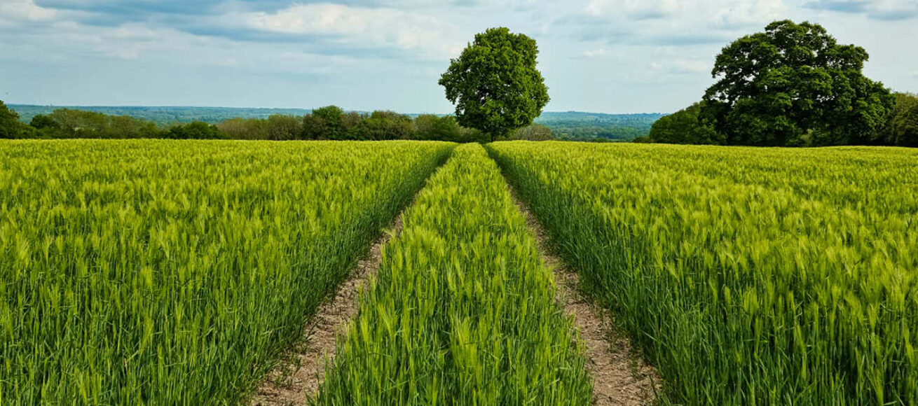 farmer, surrey, surrey sheep farmer, surrey farmer; farming news, surrey news, visit Surrey, whats on in surrey, funding for farmers, farmer grants, agriculture, vineyards, brewery, forestry,