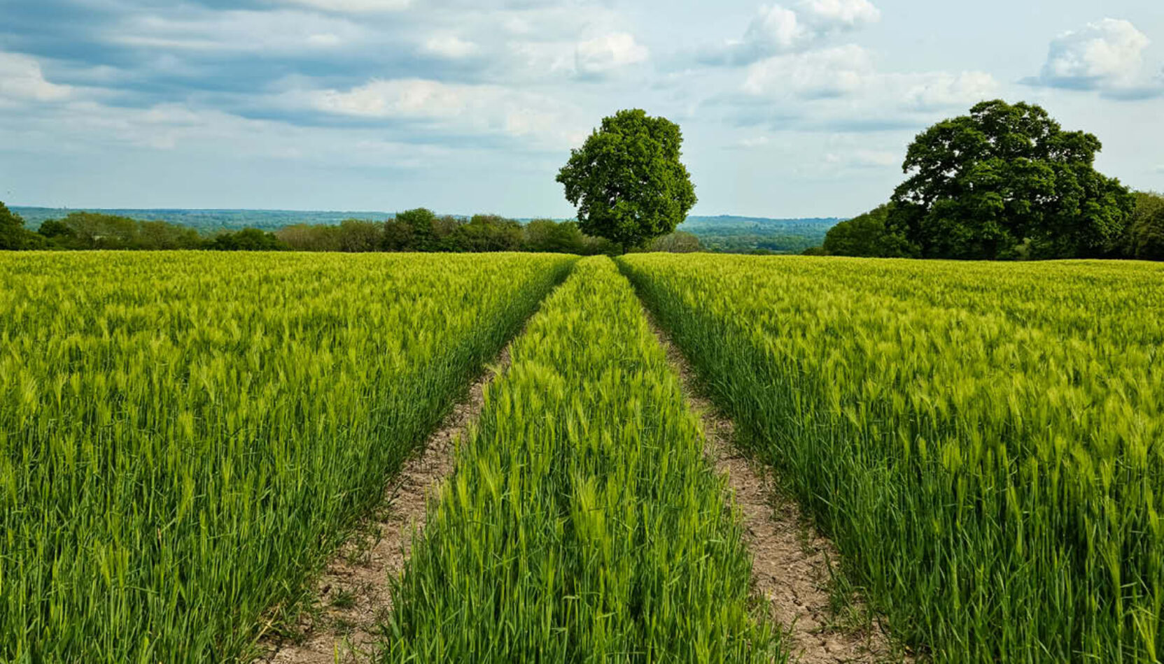 farmer, surrey, surrey sheep farmer, surrey farmer; farming news, surrey news, visit Surrey, whats on in surrey, funding for farmers, farmer grants, agriculture, vineyards, brewery, forestry,