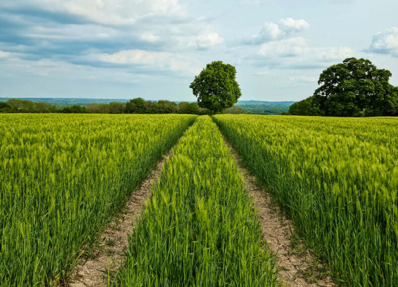 farmer, surrey, surrey sheep farmer, surrey farmer; farming news, surrey news, visit Surrey, whats on in surrey, funding for farmers, farmer grants, agriculture, vineyards, brewery, forestry,