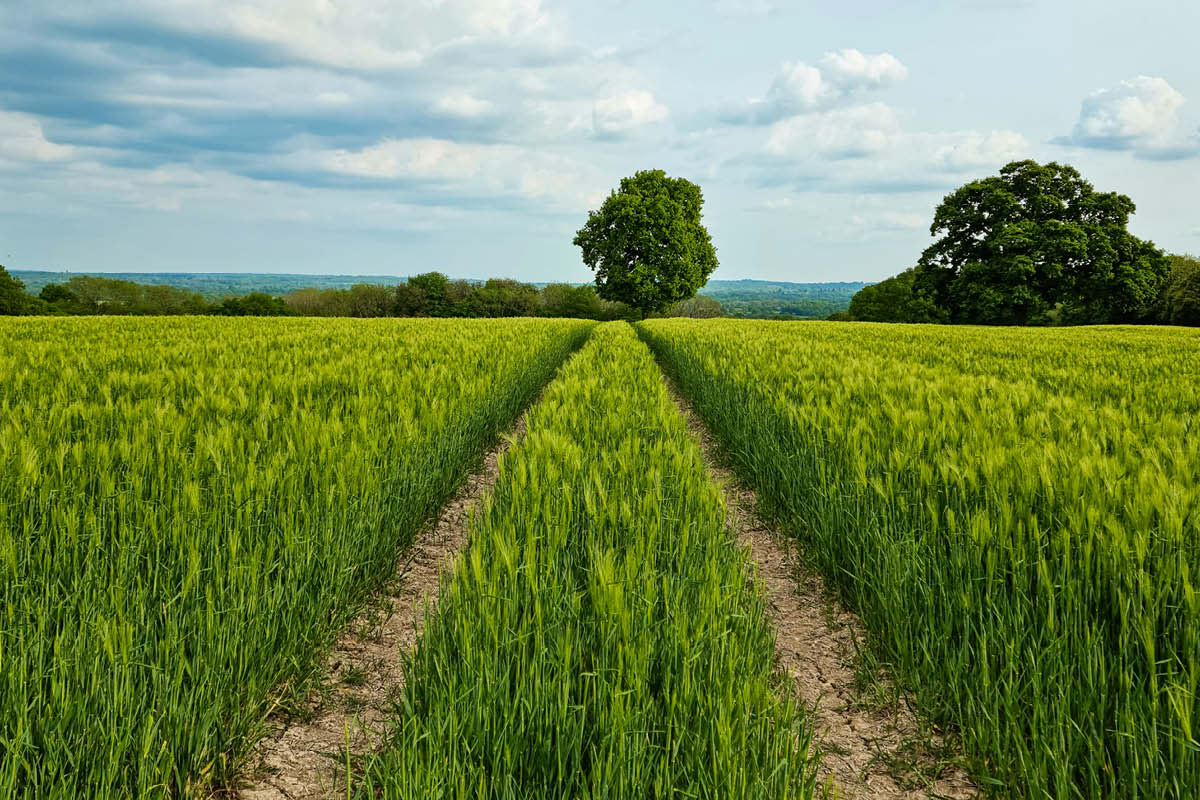 farmer, surrey, surrey sheep farmer, surrey farmer; farming news, surrey news, visit Surrey, whats on in surrey, funding for farmers, farmer grants, agriculture, vineyards, brewery, forestry,
