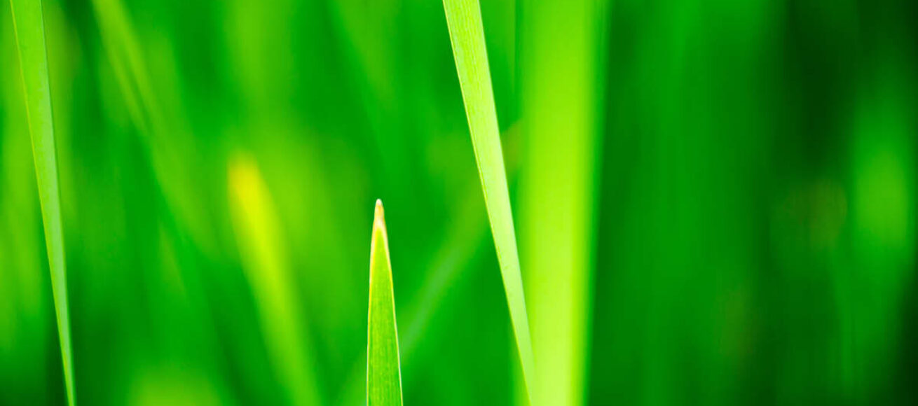 keep it green, eco-friendly, eco-friendly events in surrey, eco friendly experiences in surrey, guide to surrey, visit surrey, sustainabilty surrey, eco-surrey, whats on guide to whats on, guide to surrey, guide to guildford,