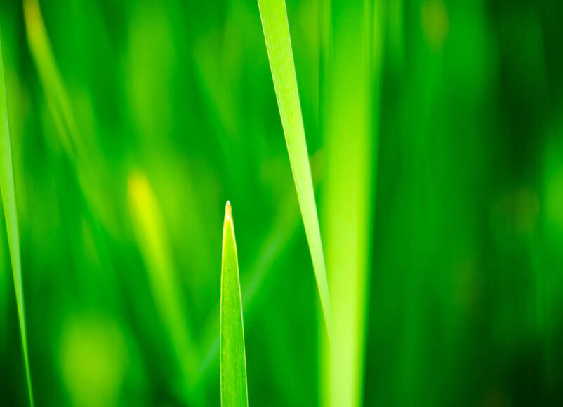 keep it green, eco-friendly, eco-friendly events in surrey, eco friendly experiences in surrey, guide to surrey, visit surrey, sustainabilty surrey, eco-surrey, whats on guide to whats on, guide to surrey, guide to guildford,