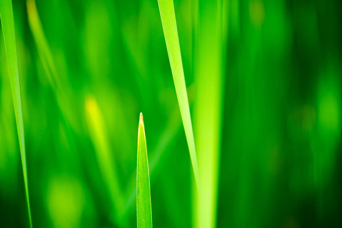 keep it green, eco-friendly, eco-friendly events in surrey, eco friendly experiences in surrey, guide to surrey, visit surrey, sustainabilty surrey, eco-surrey, whats on guide to whats on, guide to surrey, guide to guildford,