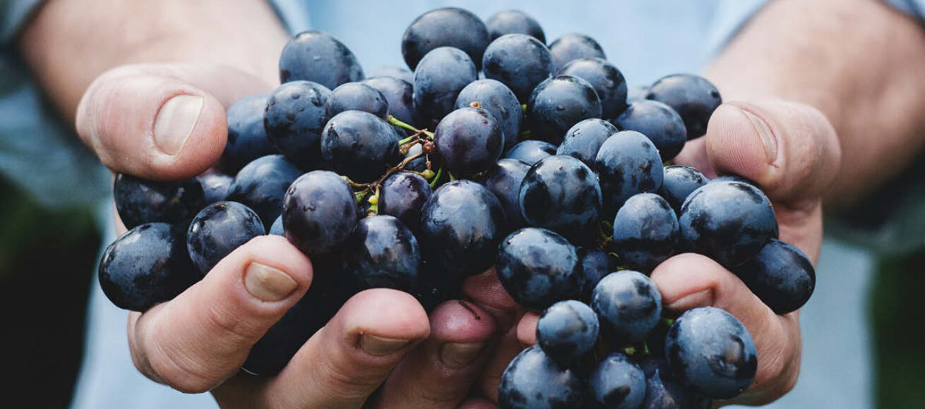 foodstuff, food stuff, food and drink fearture, food and drink events in surrey, guide to surrey, guide to whats on this month, guide to food and drink events in Surrey, hop harvest, hogs back brewqery, wine harvest, grape harvest, albury vineyard, food and drink festivals, beer, wine,