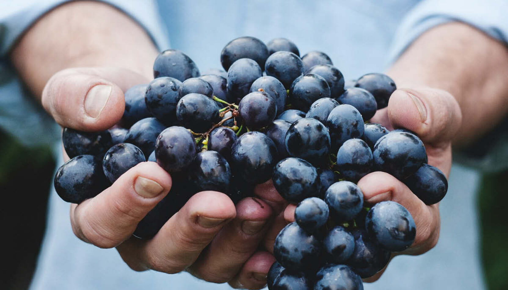 foodstuff, food stuff, food and drink fearture, food and drink events in surrey, guide to surrey, guide to whats on this month, guide to food and drink events in Surrey, hop harvest, hogs back brewqery, wine harvest, grape harvest, albury vineyard, food and drink festivals, beer, wine,