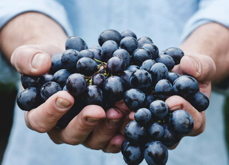 foodstuff, food stuff, food and drink fearture, food and drink events in surrey, guide to surrey, guide to whats on this month, guide to food and drink events in Surrey, hop harvest, hogs back brewqery, wine harvest, grape harvest, albury vineyard, food and drink festivals, beer, wine,