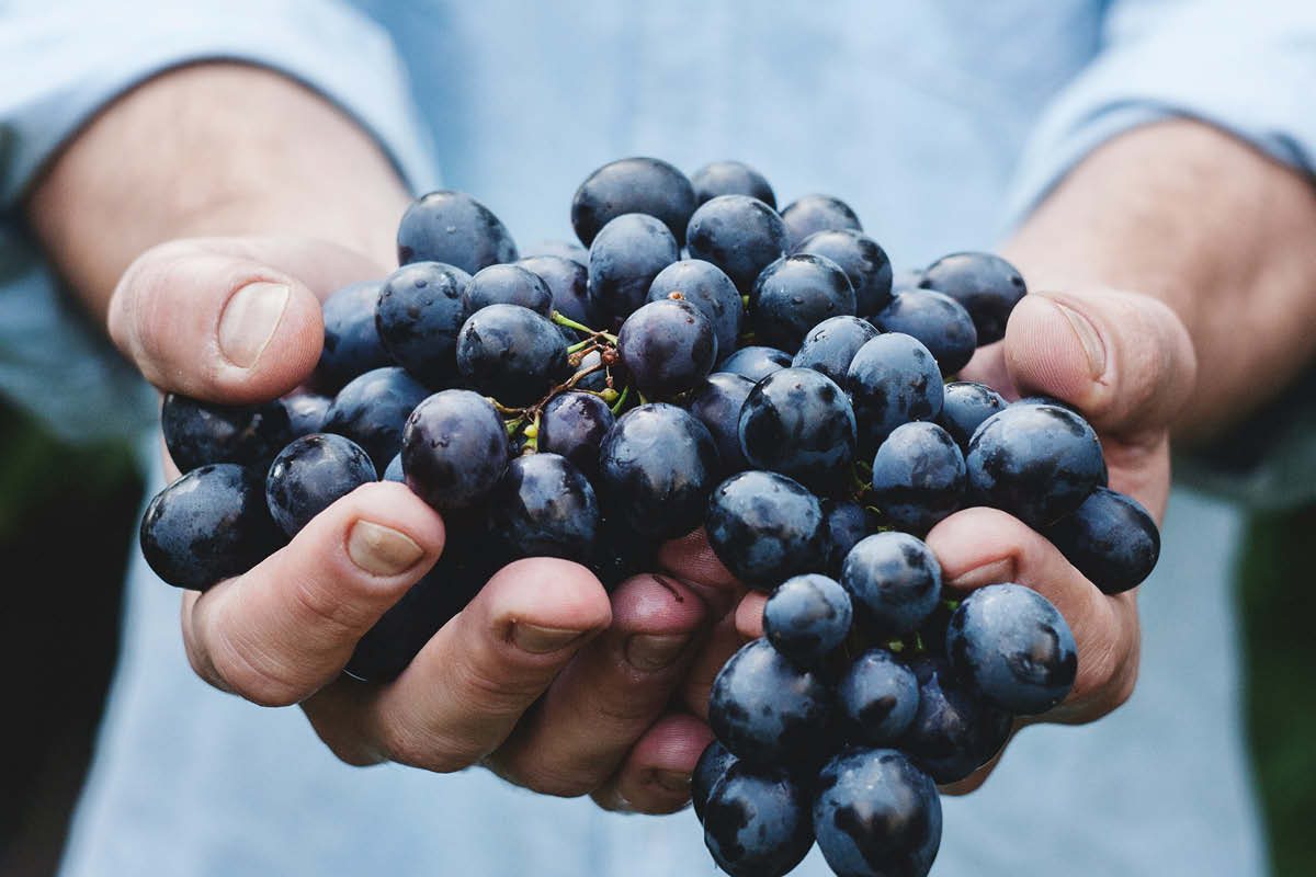 foodstuff, food stuff, food and drink fearture, food and drink events in surrey, guide to surrey, guide to whats on this month, guide to food and drink events in Surrey, hop harvest, hogs back brewqery, wine harvest, grape harvest, albury vineyard, food and drink festivals, beer, wine,