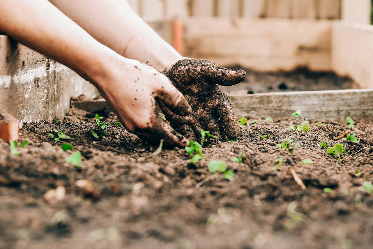 ECO SCHOOLS surrey eco schools, surrey best for eco schools, eco friendly schools, move to surrey, surrey schools, education news surrey,