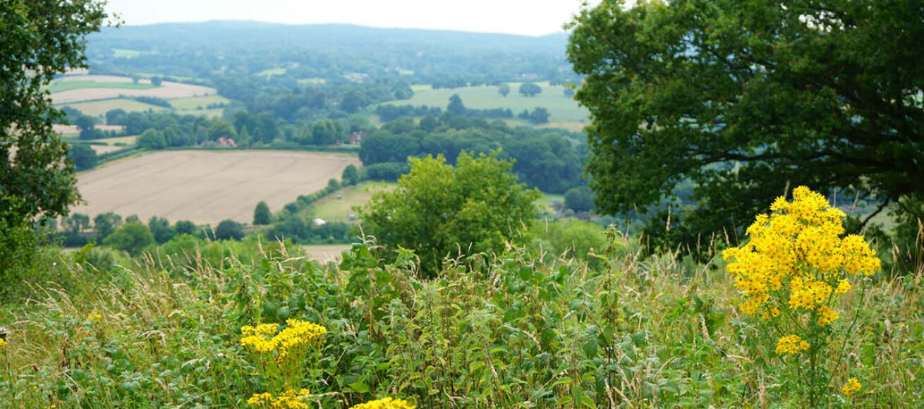 NATURE, HEALTH, WELLBEING, surrey, wellbeiung programme, nature, countryside, whats on, move to surrey, guide to surrey, surrey news, visit surrey,