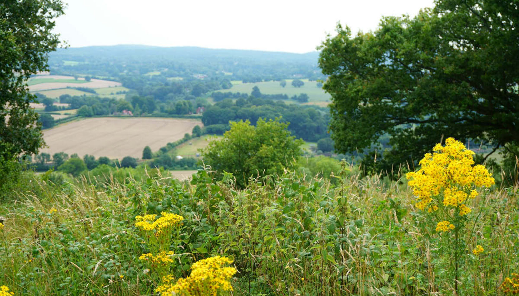 NATURE, HEALTH, WELLBEING, surrey, wellbeiung programme, nature, countryside, whats on, move to surrey, guide to surrey, surrey news, visit surrey,