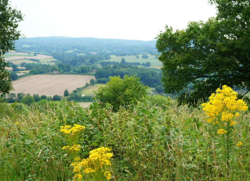 NATURE, HEALTH, WELLBEING, surrey, wellbeiung programme, nature, countryside, whats on, move to surrey, guide to surrey, surrey news, visit surrey,