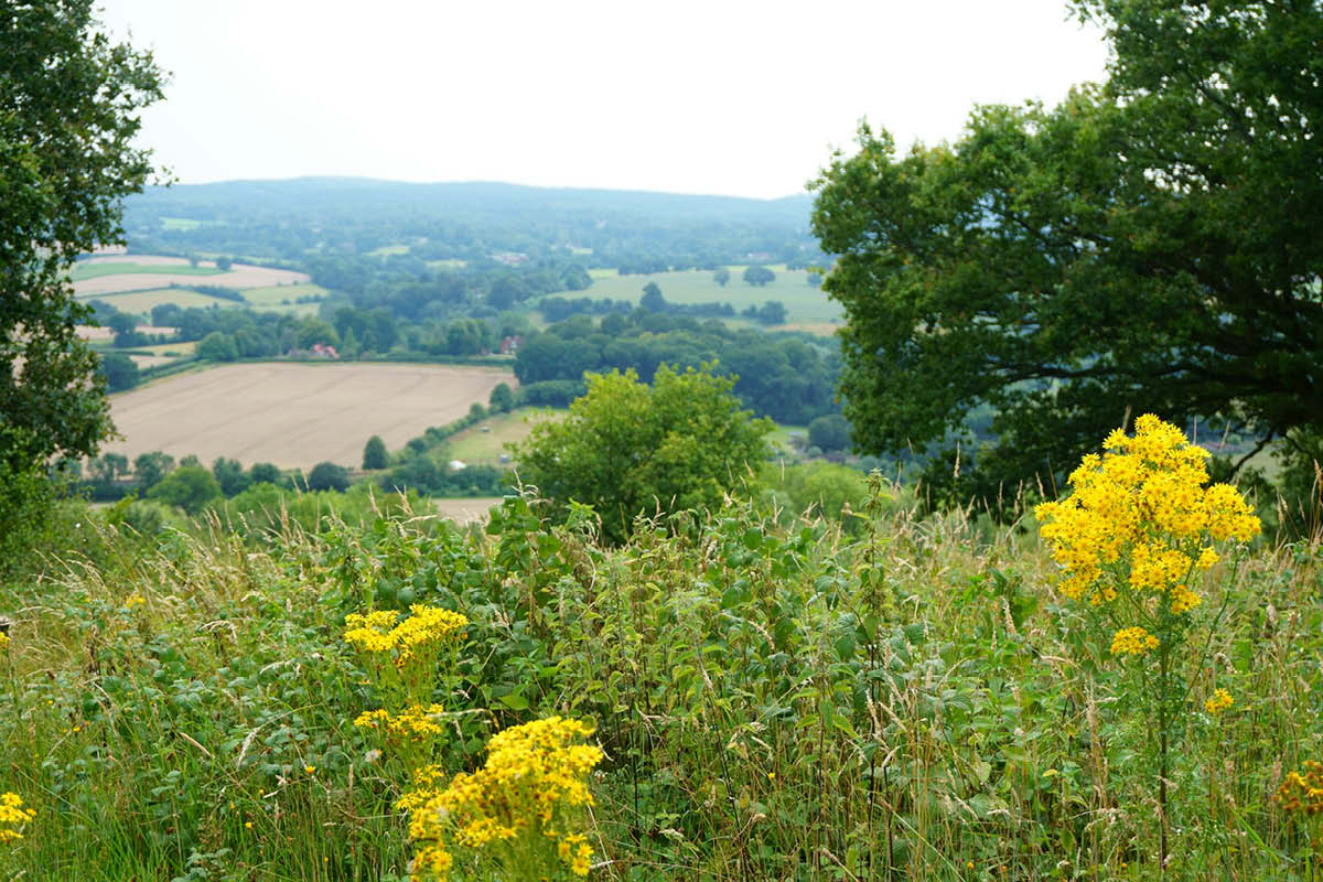 NATURE, HEALTH, WELLBEING, surrey, wellbeiung programme, nature, countryside, whats on, move to surrey, guide to surrey, surrey news, visit surrey,